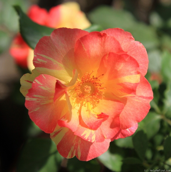 'Emile Debroise' rose photo