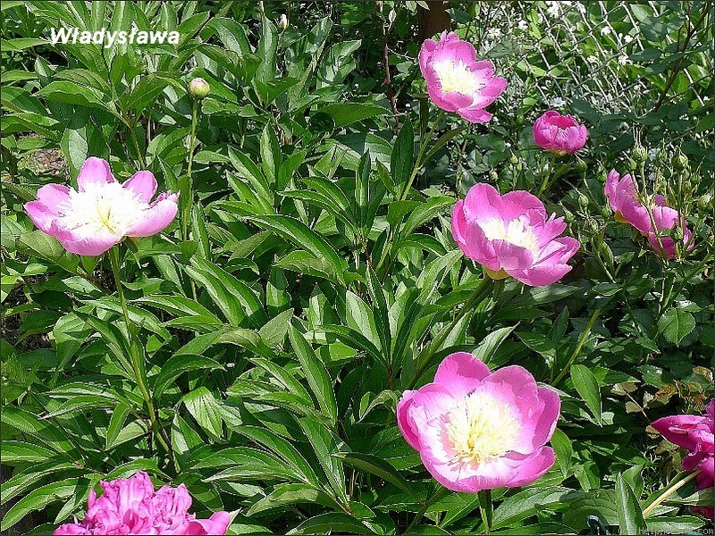 'Władysława' peony photo