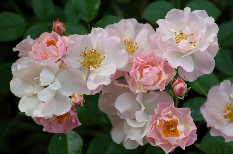 'Pink Skyliner' rose photo