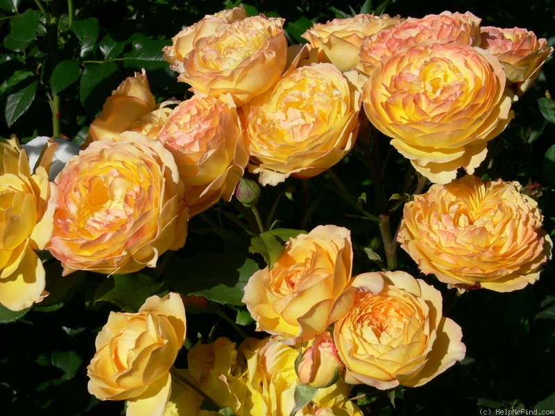 'Well Being' rose photo