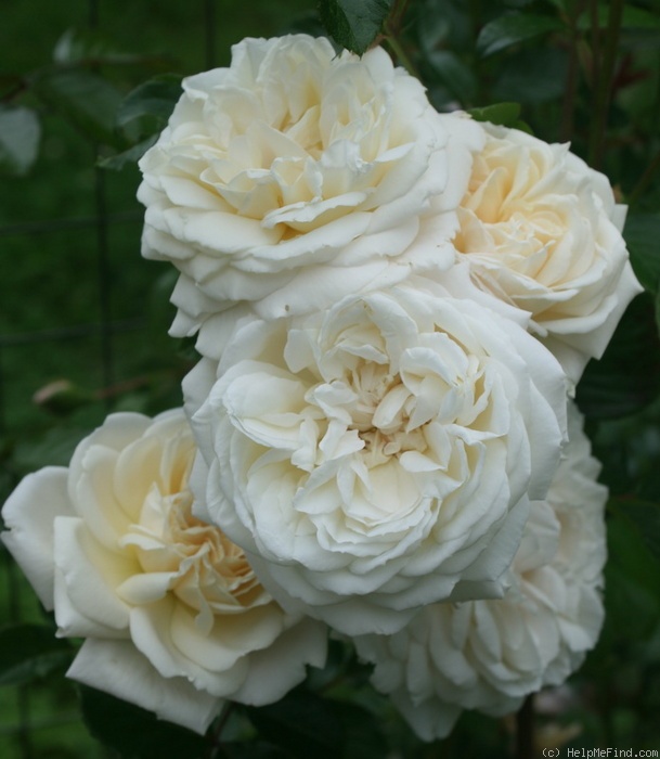 'White Gold 98' Rose Photo