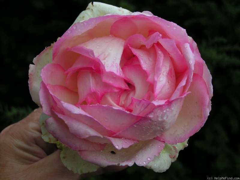 'Honoré de Balzac ® (floribunda, Meillans, 1996)' rose photo