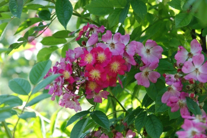 'Gruss an Breinegg' rose photo