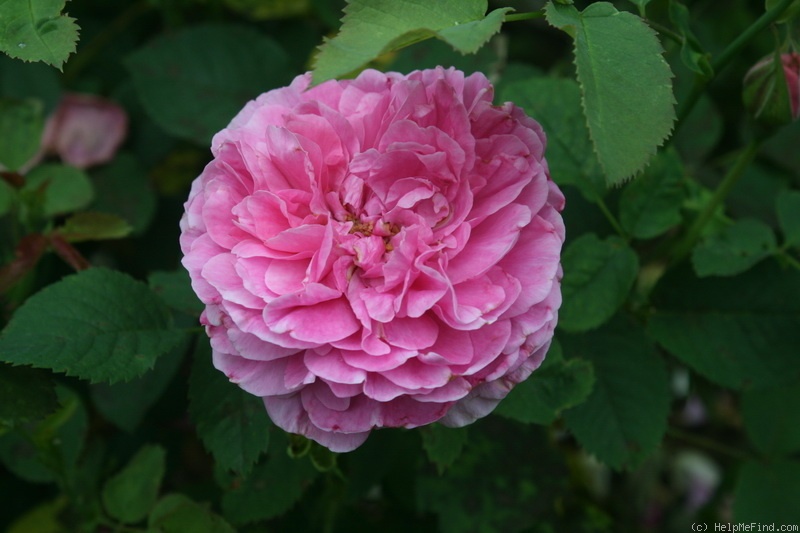 'England's Rose (shrub, Austin before 2009)' rose photo