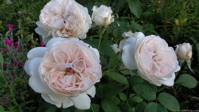 'Sebastian Kneipp ™' rose photo