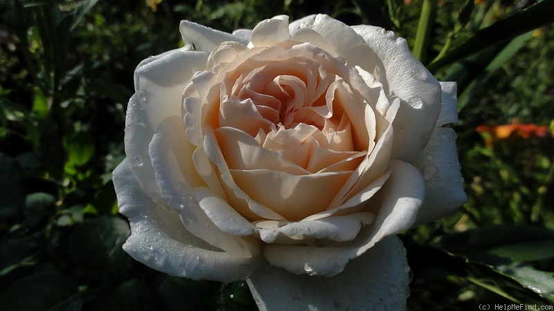 'Sebastian Kneipp ™' rose photo