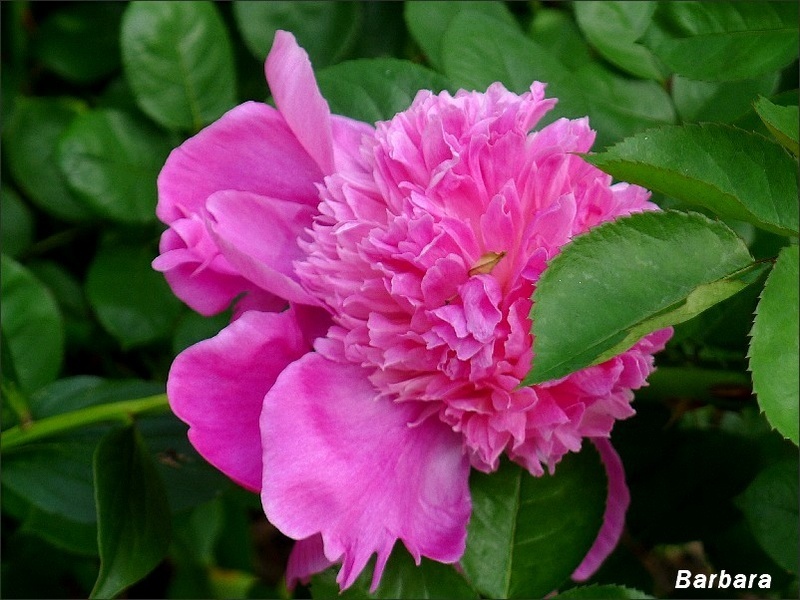 'Barbara (hybrid lactiflora, Karpow-lipski, 1977)' peony photo