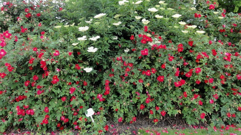 'Scharlachglut' rose photo