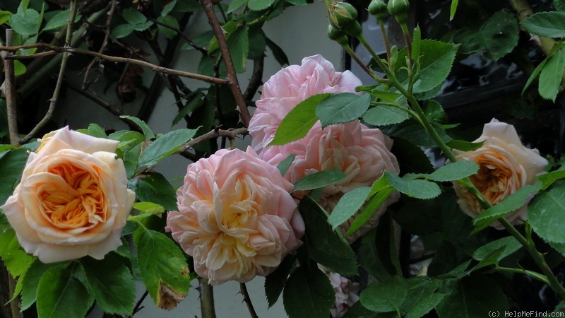 'Alchymist' rose photo
