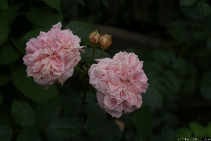 'Irma (shrub, Carlsson-Nilsson, 2000)' rose photo