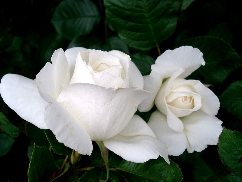 'Annapurna (hybrid tea, Dorieux 2000)' rose photo