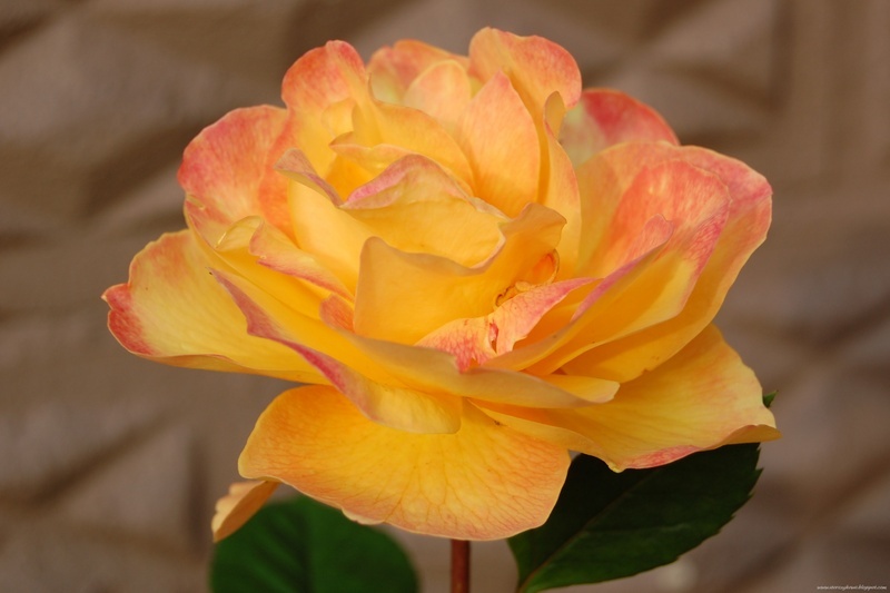 'Orientalia ®' rose photo