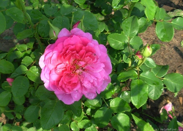 'Princess Anne ®' rose photo