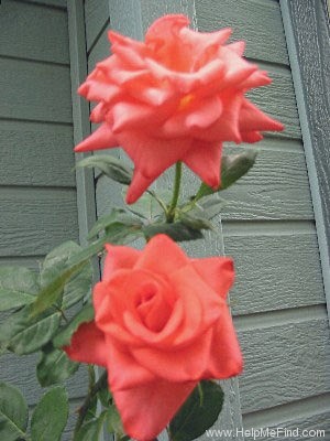 'Orange Passion ™' rose photo