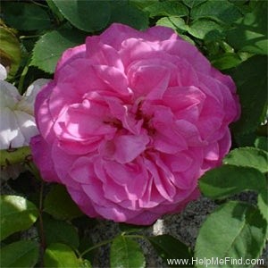 'Madame Lauriol de Barny' rose photo