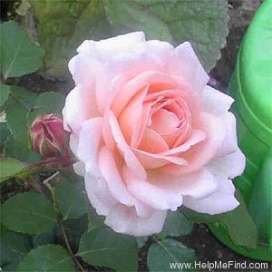 'Clair Renaissance ™' rose photo
