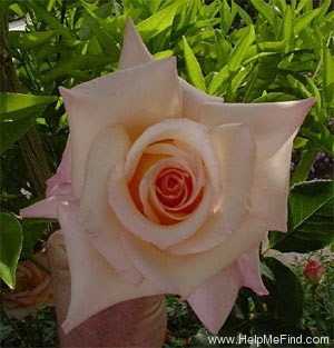 'Elmhurst' rose photo