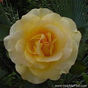 'Honey Bouquet' rose photo