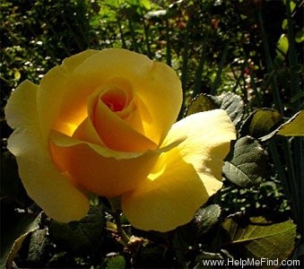 'Honey Bouquet' rose photo