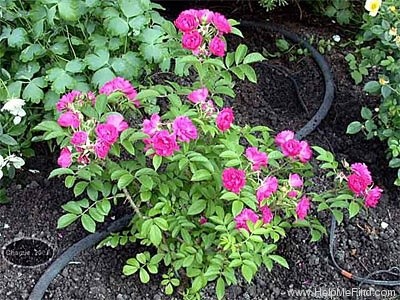 'F. J. Grootendorst (Rugosa, De Goey, 1918)' rose photo