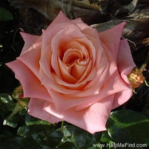 'Fabergé (Floribunda, Boerner before 1966)' rose photo