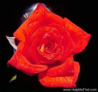 'Finest Hour' rose photo