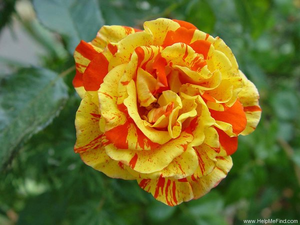 'Oranges 'n' Lemons ™' rose photo