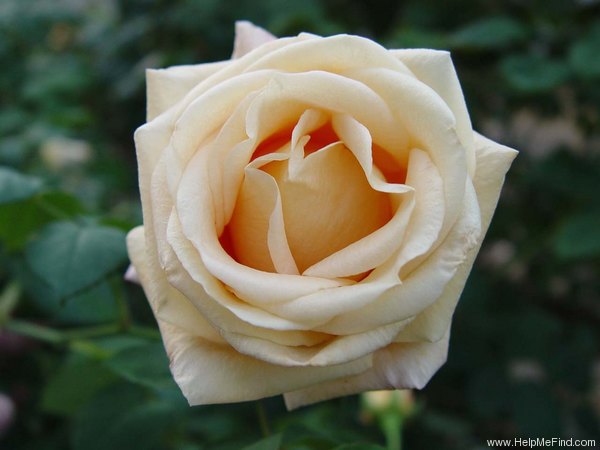 'Osiana ™' rose photo