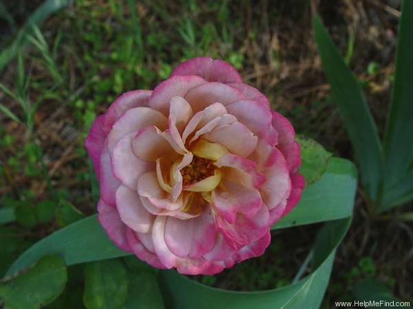 'Brownie (floribunda, Boerner 1958)' rose photo