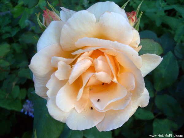 'Apricot Nektar' rose photo