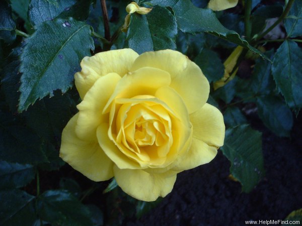 'Sunsprite (floribunda, Kordes 1973)' rose photo