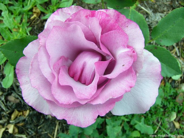 'Dioressence®' rose photo