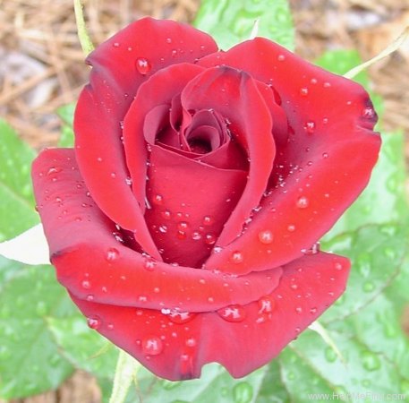 'Black Magic ® (hybrid tea, Evers/Tantau, 1995)' rose photo