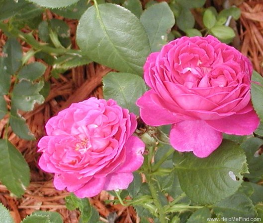 'Purple Heart ™ (floribunda, Carruth, 1999)' rose photo