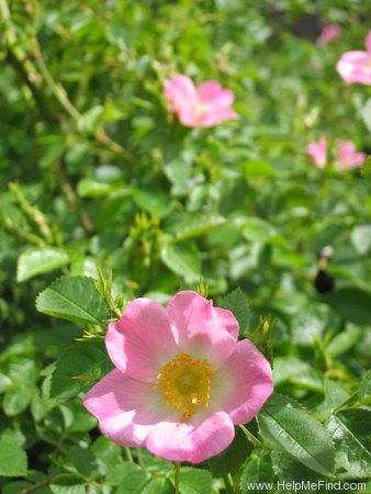'Sweet Briar' rose photo
