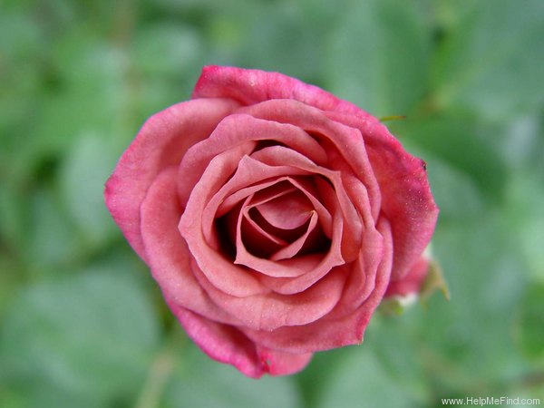 'Seattle Scentsation ™' rose photo
