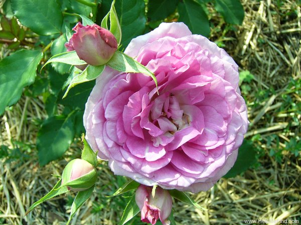 'Serenissima' rose photo