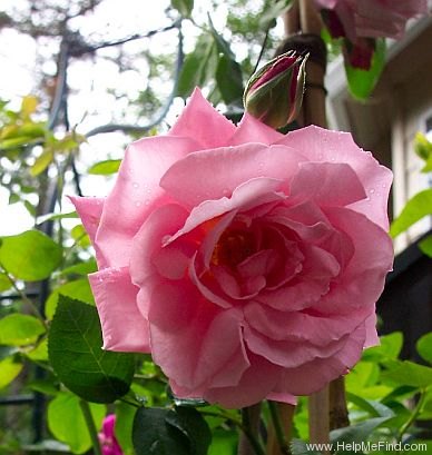 'Basye's Myrrh-Scented Rose' rose photo