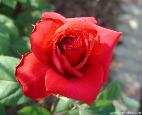 'Legend (hybrid tea, Warriner, 1986/92)' rose photo