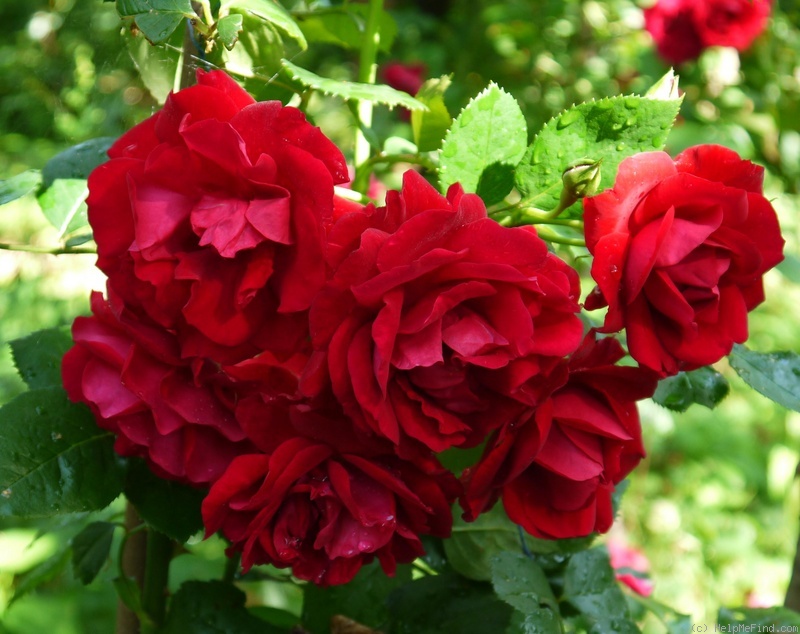 'Baikal' rose photo