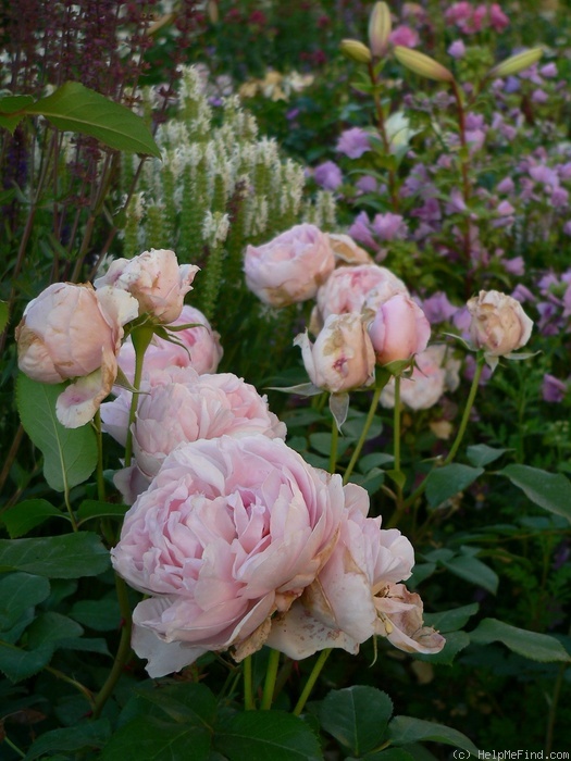 'Dames de Chenonceau ®' rose photo