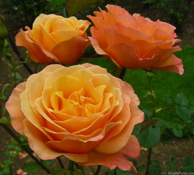 'Lolita ® (hybrid tea, Kordes 1972)' rose photo