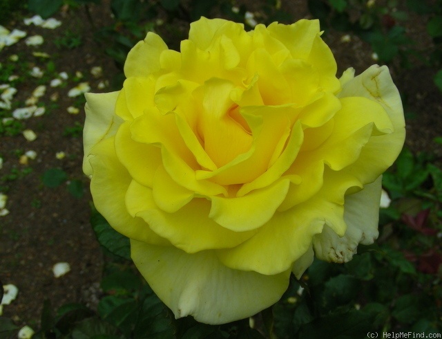 'Aperitif ® (hybrid tea, McGredy 1988)' rose photo