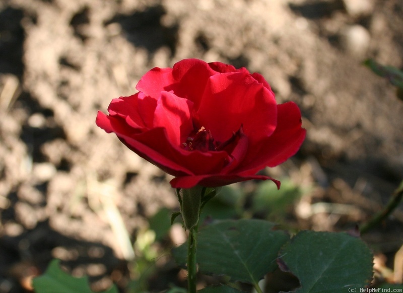 'Пламя Востока' rose photo