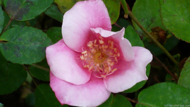 'Spot On' rose photo