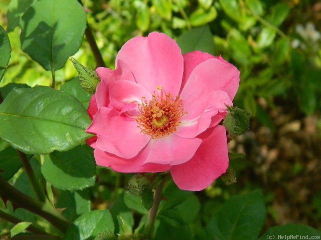 'April Mooncrest' rose photo