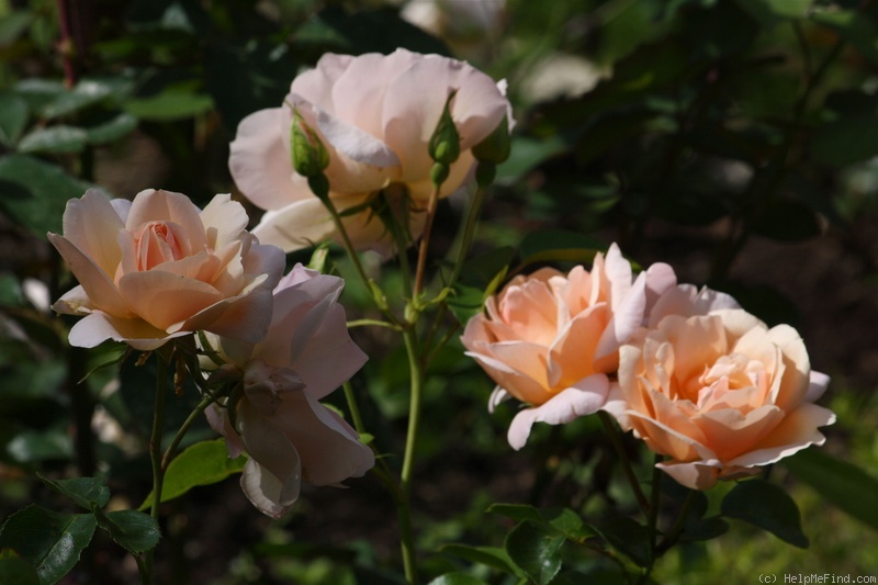 'Gardeners' Joy' rose photo