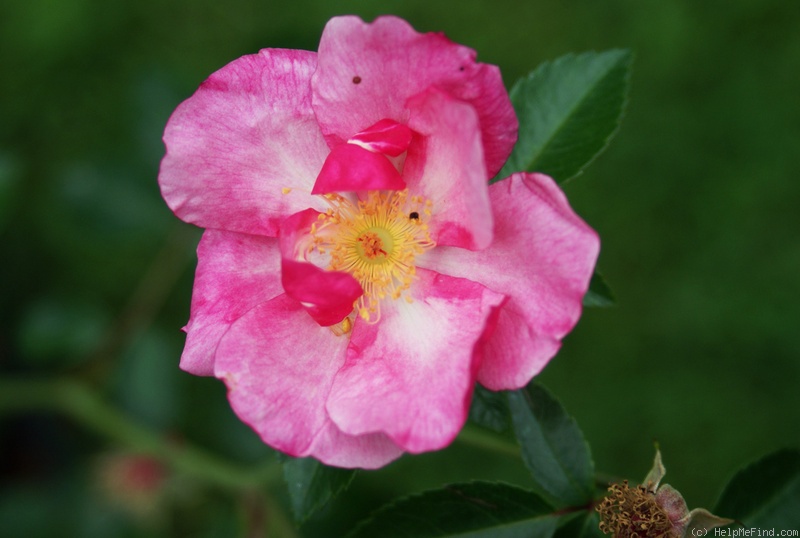 'Achille (hybrid polyantha, Guinoisseau 1936)' rose photo