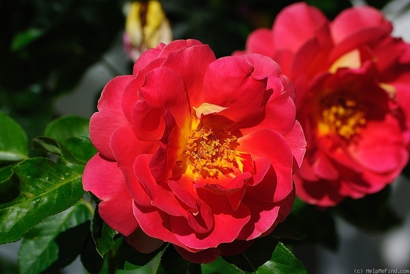 'Condesa de Sástago (hybrid tea, Dot 1930)' rose photo