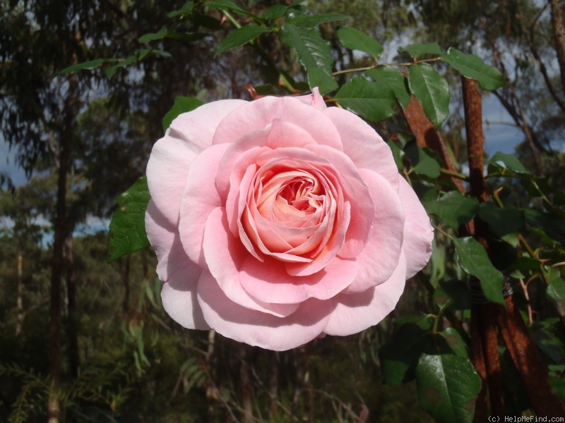 'Adie' rose photo